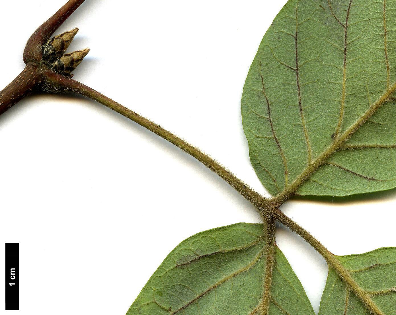 High resolution image: Family: Sapindaceae - Genus: Acer - Taxon: griseum × A.maximowiczianum